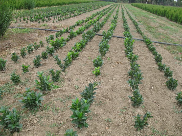 Prunus laurocerasus Mari